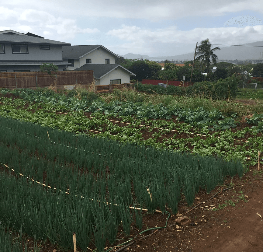 Kalo field in Hawaiʻi